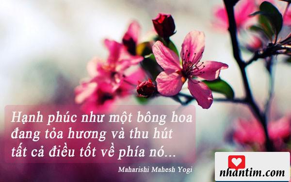 Hạnh phúc như một bông hoa đang tỏa hương và thu hút tất cả điều tốt về phía nó