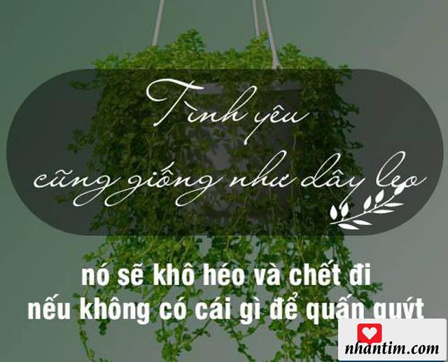 Tình yêu cũng giống như dây leo, nó sẽ khô héo và chết đi nếu không có cái gì để quấn quýt