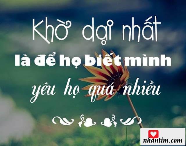 Khờ dại nhất là mình để họ biết mình yêu họ quá nhiều