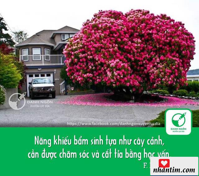 Năng khiếu bẩm sinh tựa như cây cảnh, cần được chăm sóc và cắt tỉa bằng học vấn