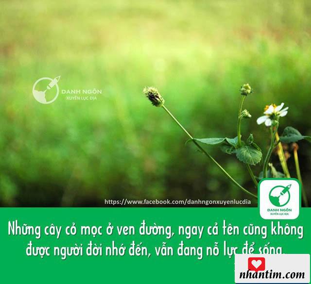 Những cây cỏ mọc ở ven đường, ngay cả tên cũng không được người ta nhắc đến, vẫn đang nỗ lực để sống