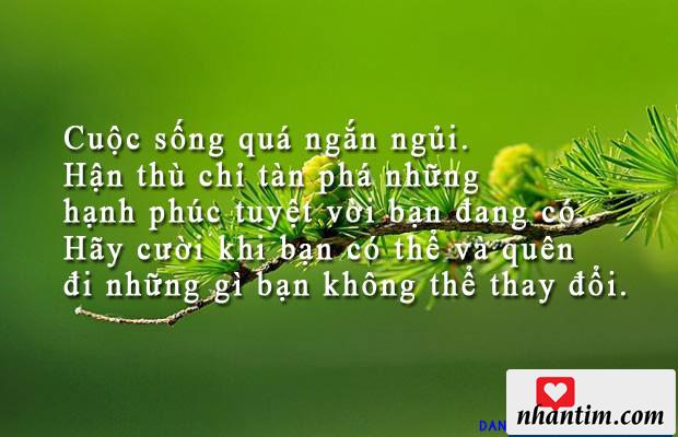 Cuộc sống quá ngắn ngủi. Hận thù chỉ tàn phá những hạnh phúc tuyệt vời bạn đang có. Hãy cười khi bạn có thể và quên đi những gì bạn không thể thay đổi.