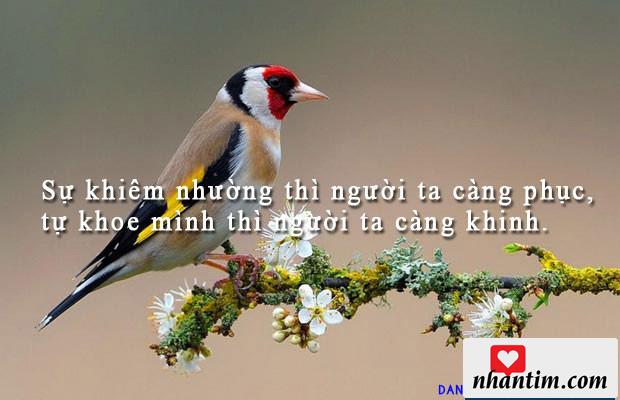 Sự khiêm nhường thì người ta càng phục, tự khoe mình thì người ta càng khinh.