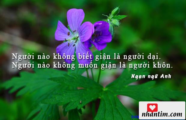 Người nào không biết giận là người dại. Người nào không muốn giận là người khôn