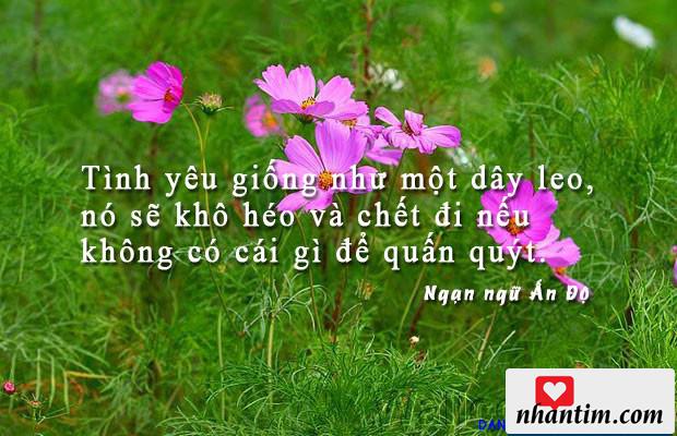 Tình yêu giống như một dây leo, nó sẽ khô héo và chết đi nếu không có cái gì để quấn quýt.