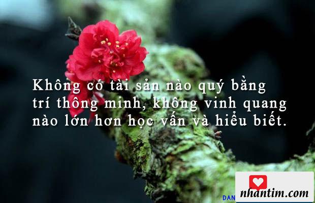 Không có tài sản nào quý bằng trí thông minh, không vinh quang nào lớn hơn học vấn và hiểu biết