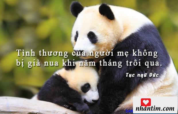 Tình thương của người mẹ không bị già nua khi năm tháng trôi qua