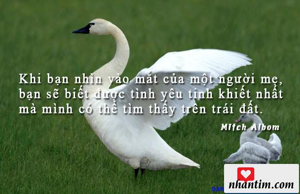 Khi bạn nhìn vào mắt của một người mẹ, bạn sẽ biết được tình yêu tinh khiết nhất mà mình có thể tìm thấy trên trái đất