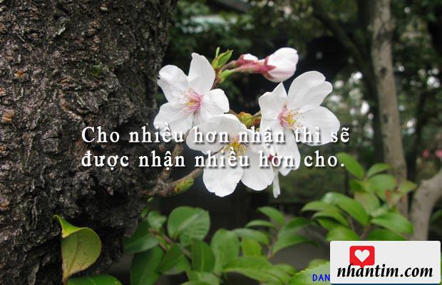 Cho nhiều hơn nhận thì sẽ được nhận nhiều hơn cho.