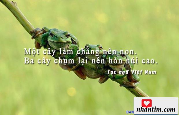 Một cây làm chẳng nên non. Ba cây chụm lại nên hòn núi cao.