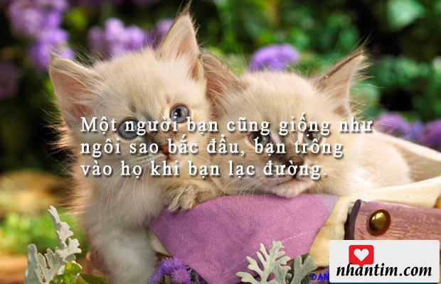 Một người bạn cũng giống như ngôi sao bắc đẩu, bạn trông vào họ khi bạn lạc đường.