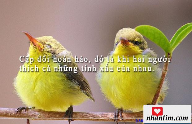 Cặp đôi hoàn hảo, đó là khi hai người thích cả những tính xấu của nhau.