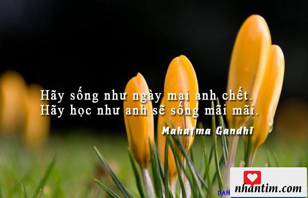 Hãy sống như ngày mai anh chết. Hãy học như anh sẽ sống mãi mãi.