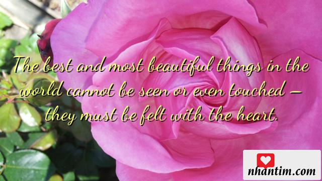 The best and most beautiful things in the world cannot be seen or even touched – they must be felt with the heart.Điều tốt đẹp nhất trên thế gian này không thể nhìn thấy hoặc thậm chí chạm vào – chúng phải được cảm nhận bằng trái tim.