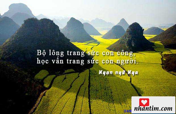 Bộ lông trang sức con công, học vấn trang sức con người