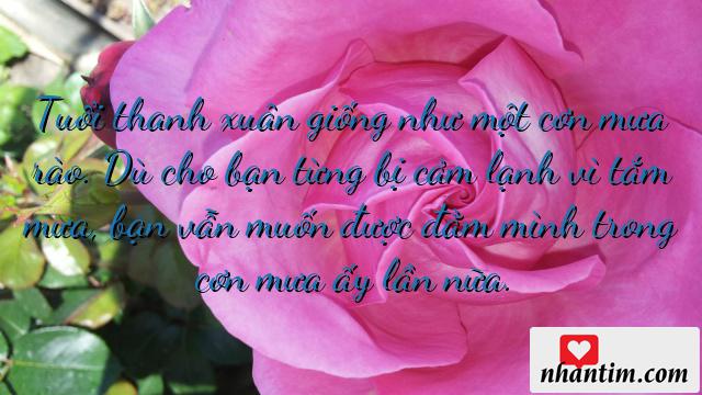 Tuổi thanh xuân giống như một cơn mưa rào. Dù cho bạn từng bị cảm lạnh vì tắm mưa, bạn vẫn muốn được đằm mình trong cơn mưa ấy lần nữa. Mỗi người đều từng có khoảng thời gian bồng bột đấy, khoảng thời gian mà mọi cậu con trai cùng thích một cô gái trong lớp, đi qua tháng ngày với những trò nghịch ngợm hoang đường không tên. Thế rồi, tuổi thanh xuân lặng lẽ qua đi…